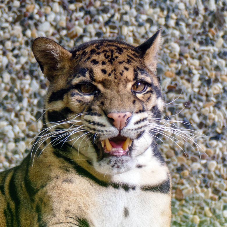 Nebelparder-Kater KAPUAS am 29. Oktober 2022 auf der Außenanlage am Großkatzen-Haus im Zoologischen Garten Wuppertal