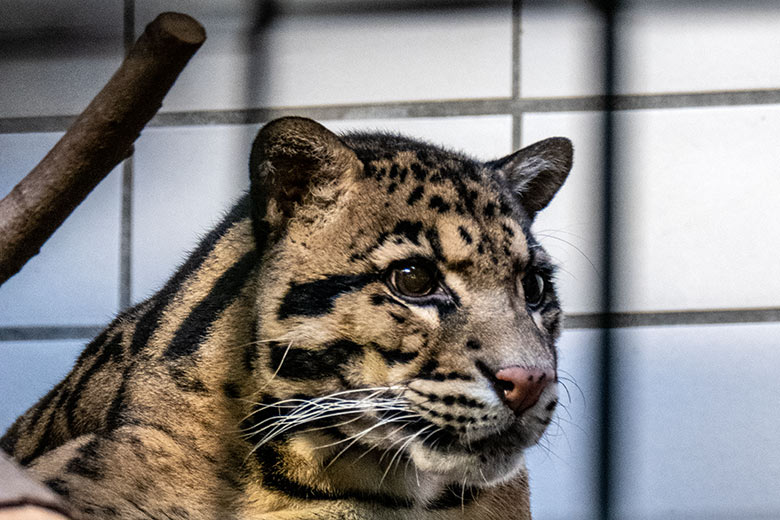 Nebelparder-Kater KAPUAS am 11. Dezember 2022 im Innengehege im Großkatzen-Haus im Zoologischen Garten der Stadt Wuppertal