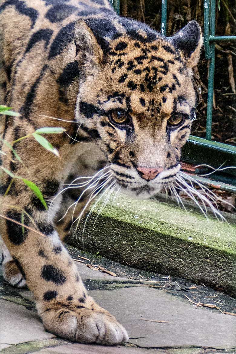 Nebelparder-Kater KAPUAS am 1. Januar 2023 auf der Außenanlage am Großkatzen-Haus im Grünen Zoo Wuppertal