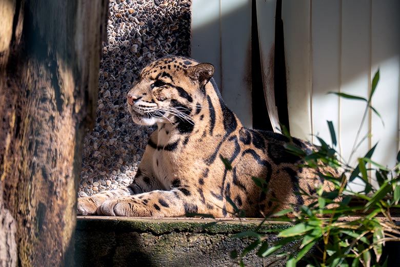 Nebelparder-Kater KAPUAS am 13. April 2023 auf der Außenanlage am Großkatzen-Haus im Grünen Zoo Wuppertal