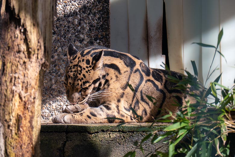 Nebelparder-Kater KAPUAS am 13. April 2023 auf der Außenanlage am Großkatzen-Haus im Wuppertaler Zoo