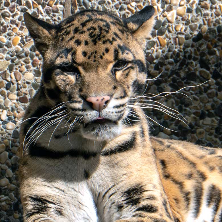 Nebelparder-Kater KAPUAS am 13. April 2023 auf der Außenanlage am Großkatzen-Haus im Zoologischen Garten Wuppertal