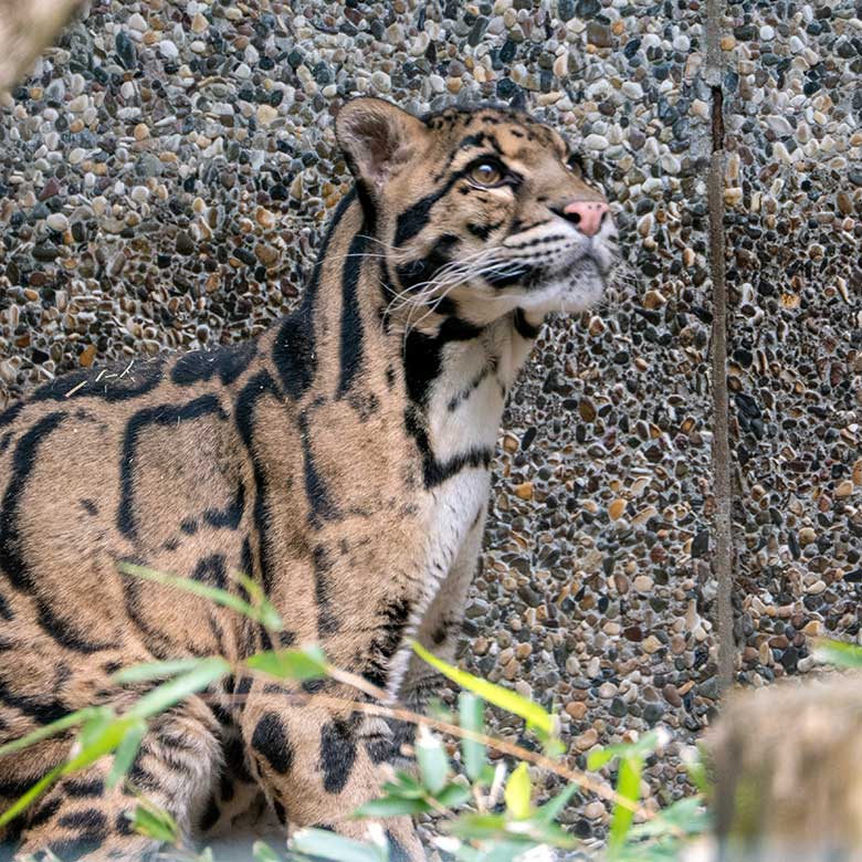 Nebelparder-Kater KAPUAS am 7. Mai 2023 auf der Außenanlage am Großkatzen-Haus im Grünen Zoo Wuppertal