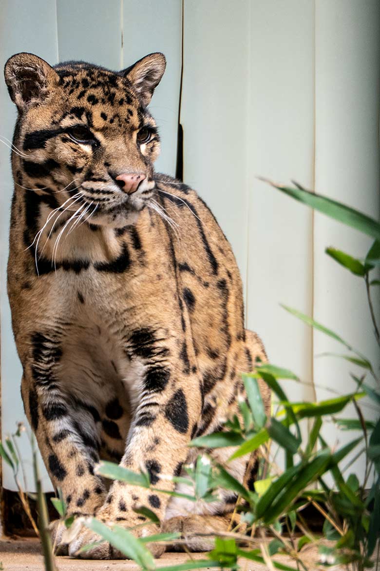 Nebelparder-Kater KAPUAS am 24. Mai 2023 auf der Außenanlage am Großkatzen-Haus im Zoo Wuppertal