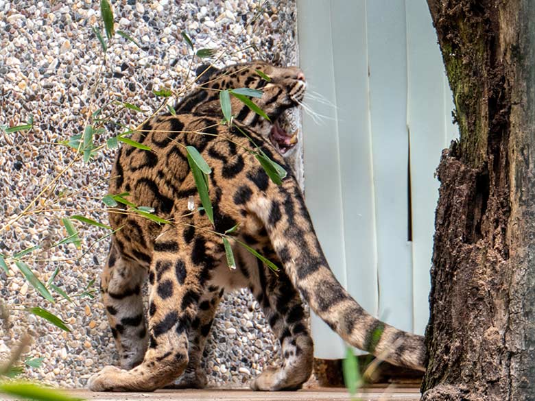 Nebelparder-Kater KAPUAS am 24. Mai 2023 auf der Außenanlage am Großkatzen-Haus im Wuppertaler Zoo