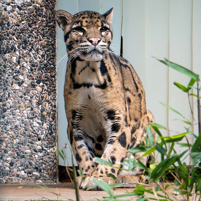 Nebelparder-Kater KAPUAS am 24. Mai 2023 auf der Außenanlage am Großkatzen-Haus im Grünen Zoo Wuppertal