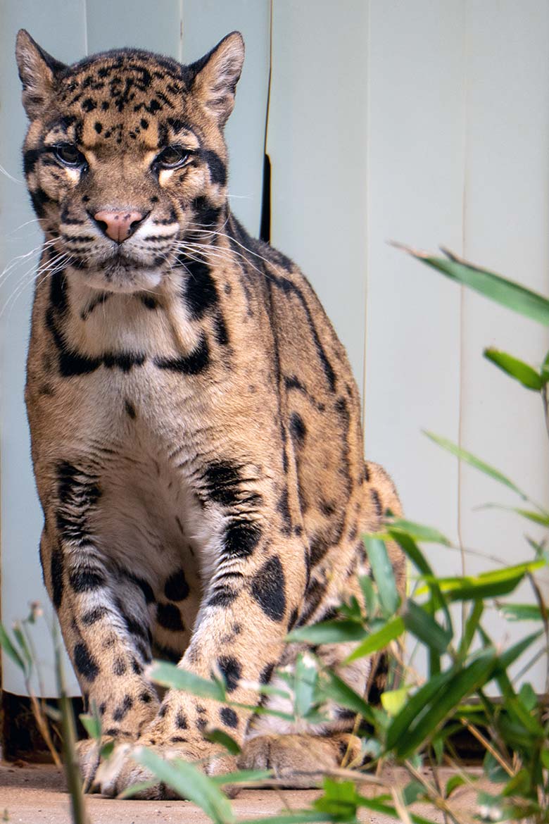 Nebelparder-Kater KAPUAS am 24. Mai 2023 auf der Außenanlage am Großkatzen-Haus im Wuppertaler Zoo