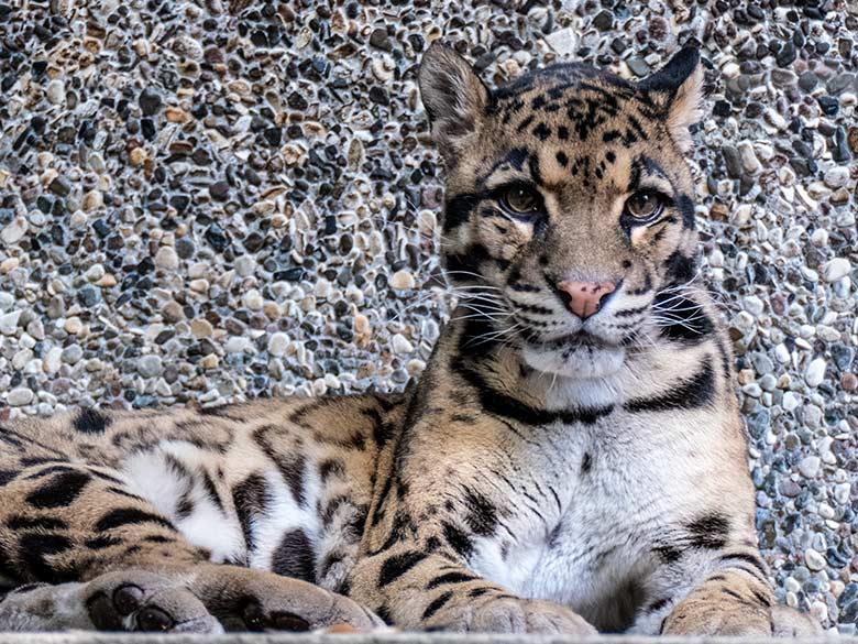 Nebelparder-Kater KAPUAS am 6. Juni 2023 auf der Außenanlage am Großkatzen-Haus im Grünen Zoo Wuppertal