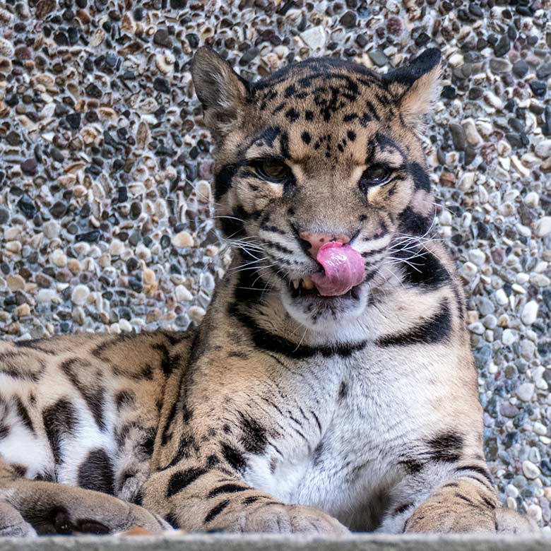 Nebelparder-Kater KAPUAS am 6. Juni 2023 auf der Außenanlage am Großkatzen-Haus im Zoologischen Garten der Stadt Wuppertal