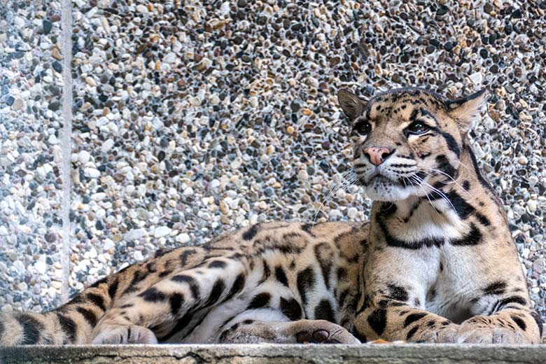 Nebelparder-Kater KAPUAS am 6. Juni 2023 auf der Außenanlage am Großkatzen-Haus im Zoo Wuppertal