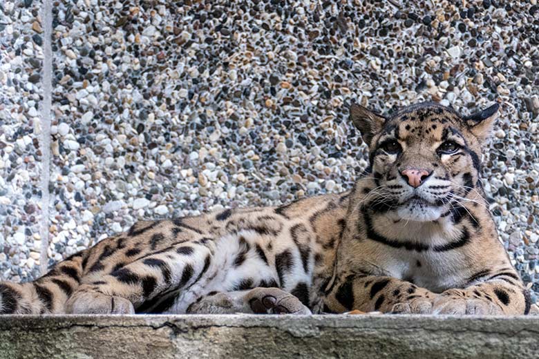 Nebelparder-Kater KAPUAS am 6. Juni 2023 auf der Außenanlage am Großkatzen-Haus im Wuppertaler Zoo