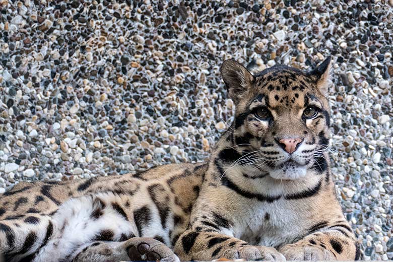 Nebelparder-Kater KAPUAS am 6. Juni 2023 auf der Außenanlage am Großkatzen-Haus im Zoologischen Garten Wuppertal