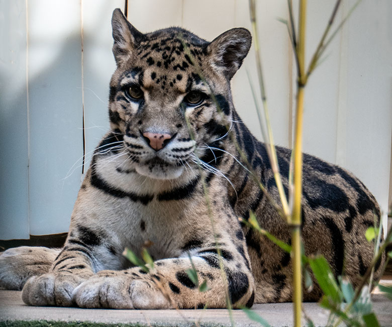 Nebelparder-Kater KAPUAS am 12. Juni 2023 auf der Außenanlage am Großkatzen-Haus im Zoologischen Garten Wuppertal