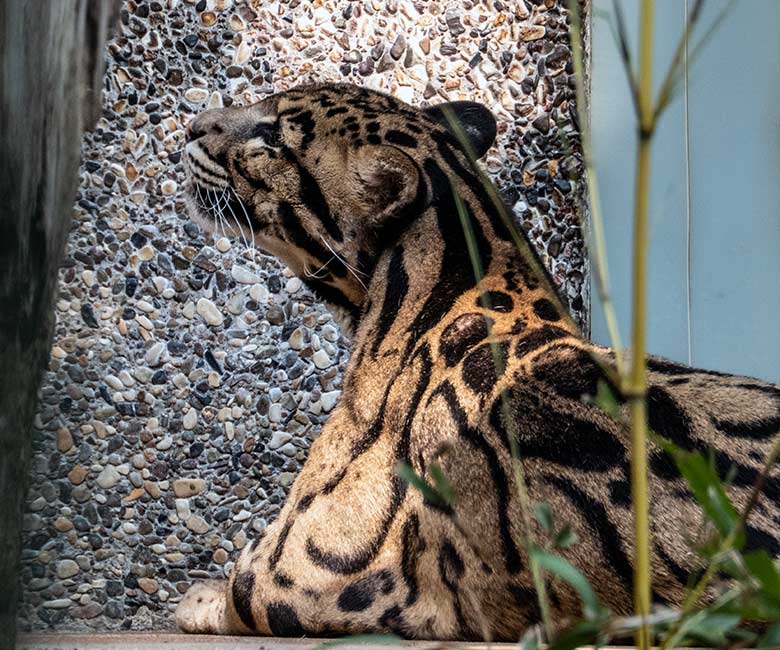 Nebelparder-Kater KAPUAS am 12. Juni 2023 auf der Außenanlage am Großkatzen-Haus im Zoo Wuppertal