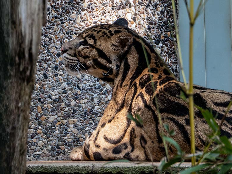 Nebelparder-Kater KAPUAS am 12. Juni 2023 auf der Außenanlage am Großkatzen-Haus im Wuppertaler Zoo