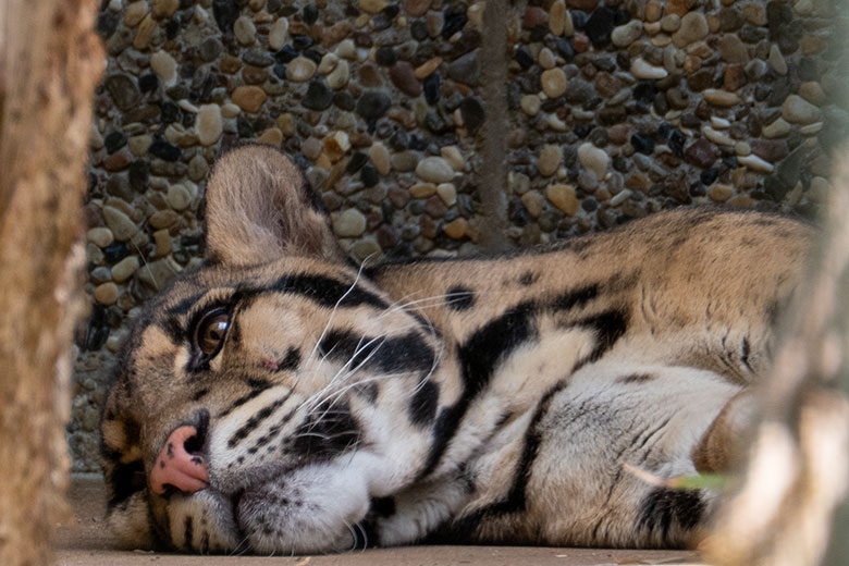 Nebelparder-Kater KAPUAS am 20. Juni 2023 auf der Außenanlage am Großkatzen-Haus im Grünen Zoo Wuppertal