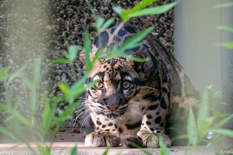 Nebelparderin AMBIKA am 26. August 2023 auf der Außenanlage am Großkatzen-Haus im Grünen Zoo Wuppertal