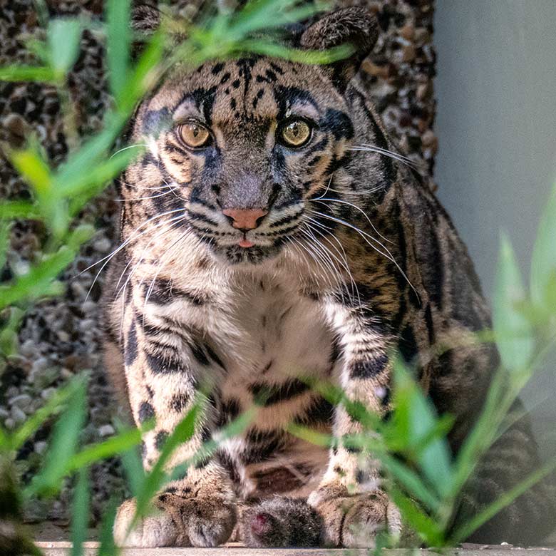 Weiblicher Nebelparder AMBIKA am 26. August 2023 auf der Außenanlage am Großkatzen-Haus im Zoologischen Garten Wuppertal