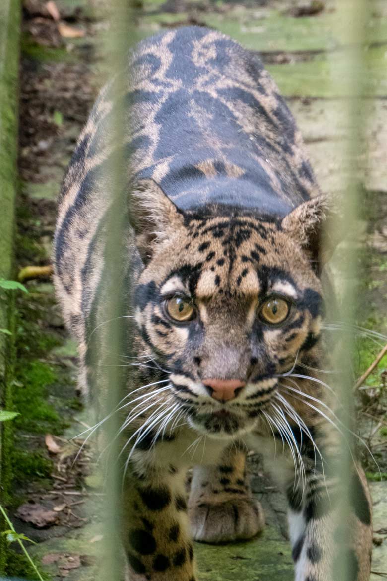 Nebelparder-Katze AMBIKA am 26. August 2023 auf der Außenanlage am Großkatzen-Haus im Wuppertaler Zoo