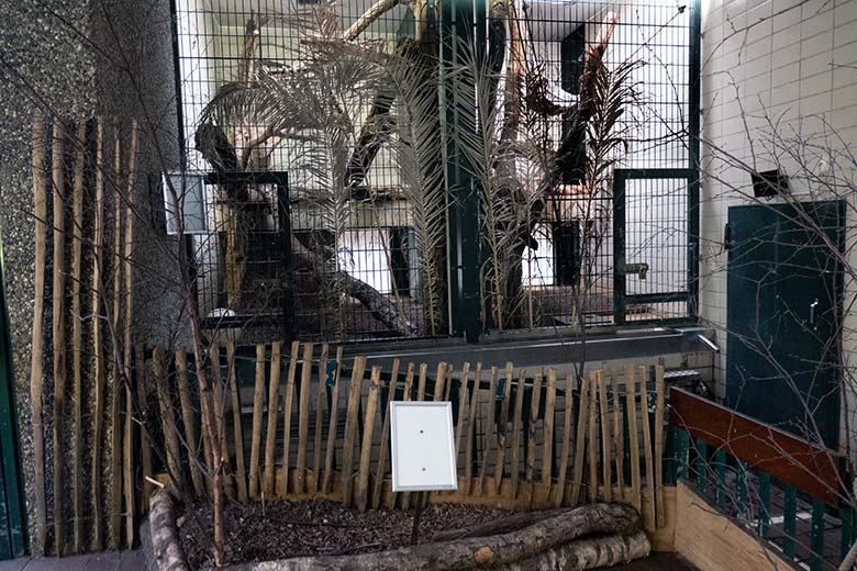 Leeres Innengehege ohne Ausschilderung der Nebelparder-Katze AMBIKA am 18. März 2024 im Großkatzen-Haus im Grünen Zoo Wuppertal