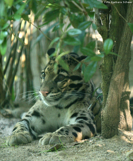 Nebelparder im Zoo Wuppertal (Foto Barbara Scheer)