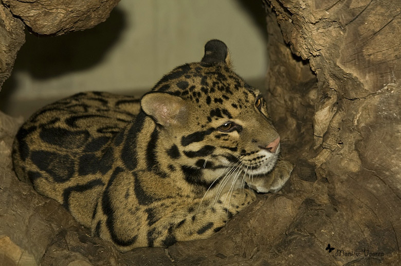 Nebelparder im Wuppertaler Zoo (Foto Moni von Vooren)