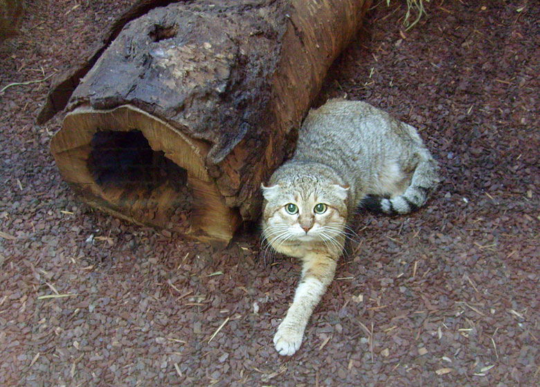 Oman-Falbkatze im Zoo Wuppertal im Dezember 2008