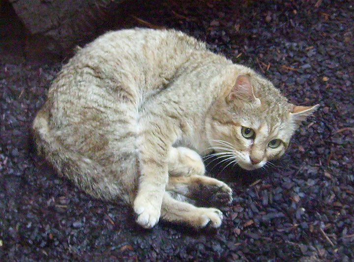 Oman-Falbkatze im Zoo Wuppertal im März 2009