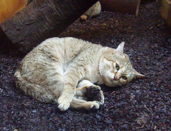 Oman-Falbkatze im Zoologischen Garten Wuppertal im März 2009