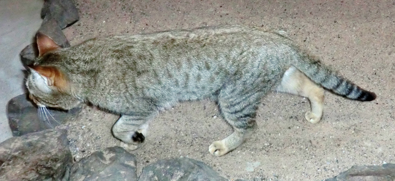 Oman-Falbkatze im Wuppertaler Zoo im März 2012