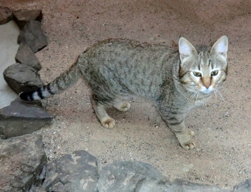 Oman-Falbkatze im Zoo Wuppertal im März 2012