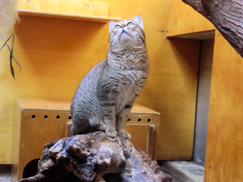 Oman-Falbkatze im Wuppertaler Zoo im März 2012