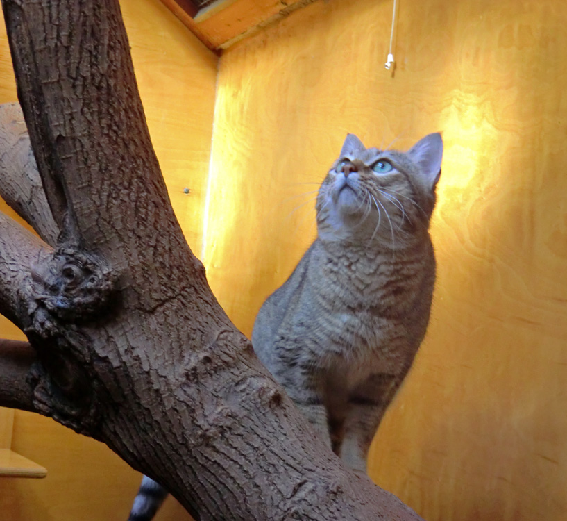 Oman-Falbkatze im Zoo Wuppertal im März 2012