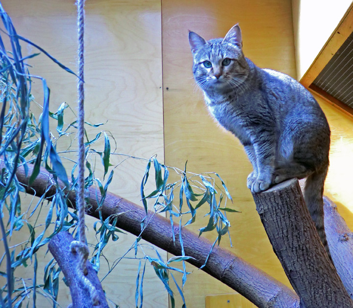 Oman-Falbkatze im Zoo Wuppertal im März 2012