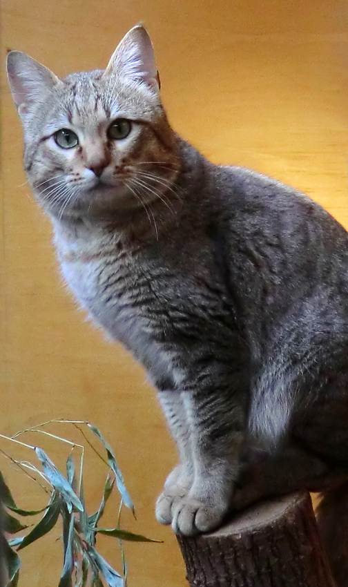 Oman-Falbkatze im Wuppertaler Zoo im März 2012