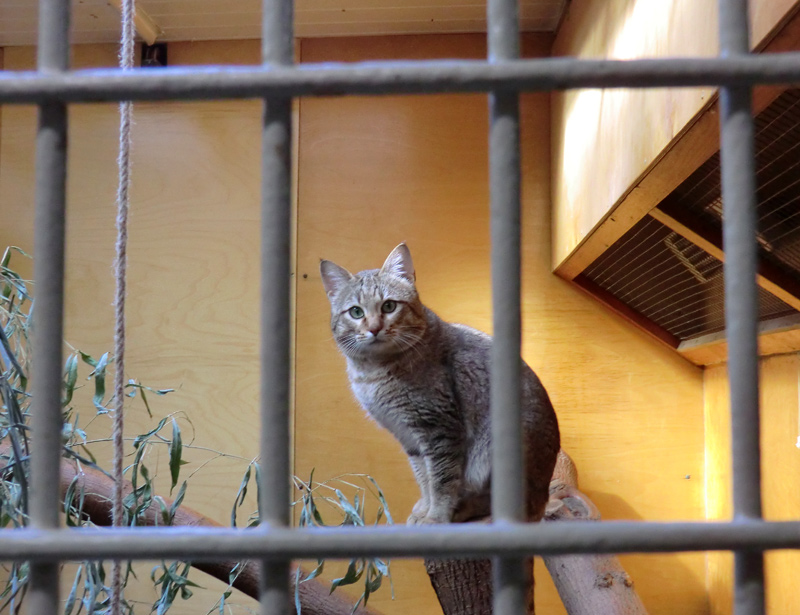 Oman-Falbkatze im Zoo Wuppertal im März 2012