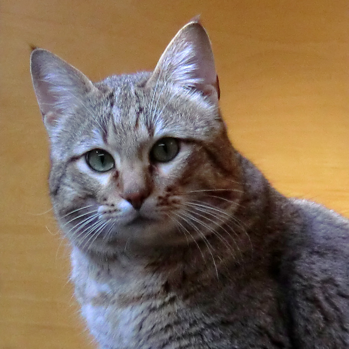 Oman-Falbkatze im Wuppertaler Zoo im März 2012