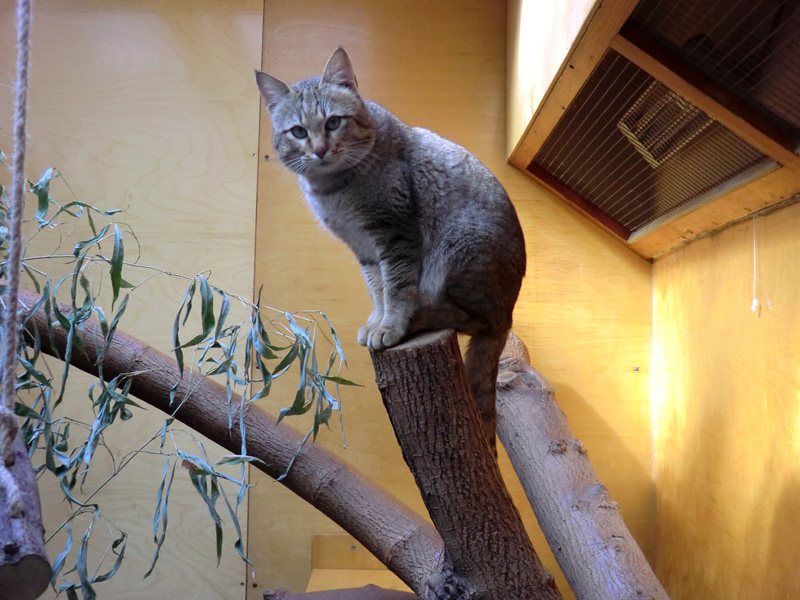 Oman-Falbkatze im Zoologischen Garten Wuppertal im März 2012