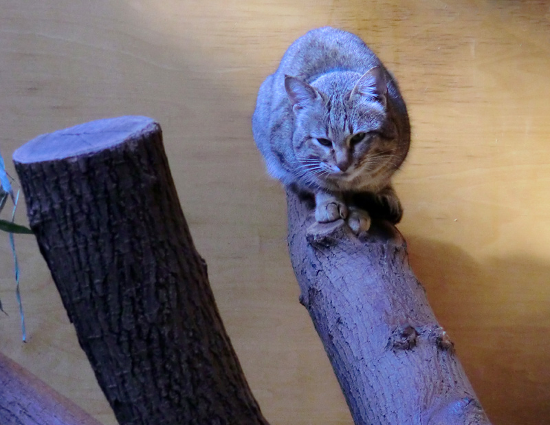 Oman-Falbkatze im Zoologischen Garten Wuppertal im März 2012