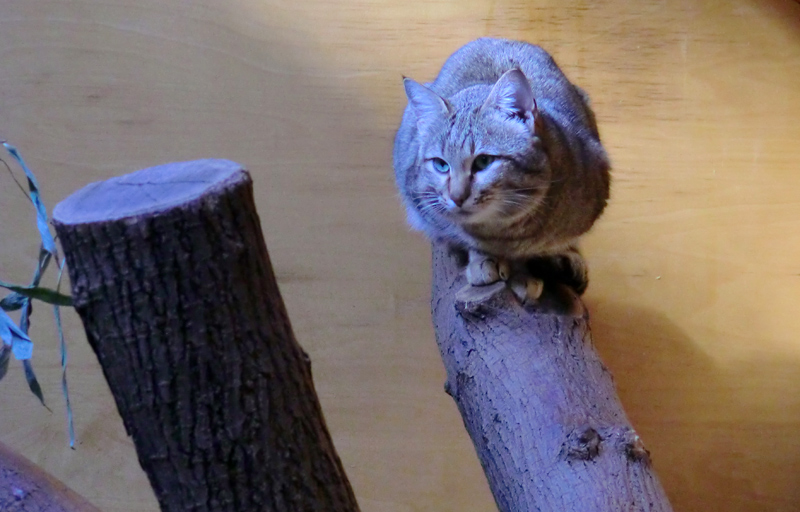 Oman-Falbkatze im Zoo Wuppertal im März 2012