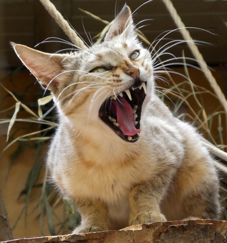 Oman-Falbkatze LIWA am 2. Juni 2017 im Kleinkatzenhaus im Grünen Zoo Wuppertal