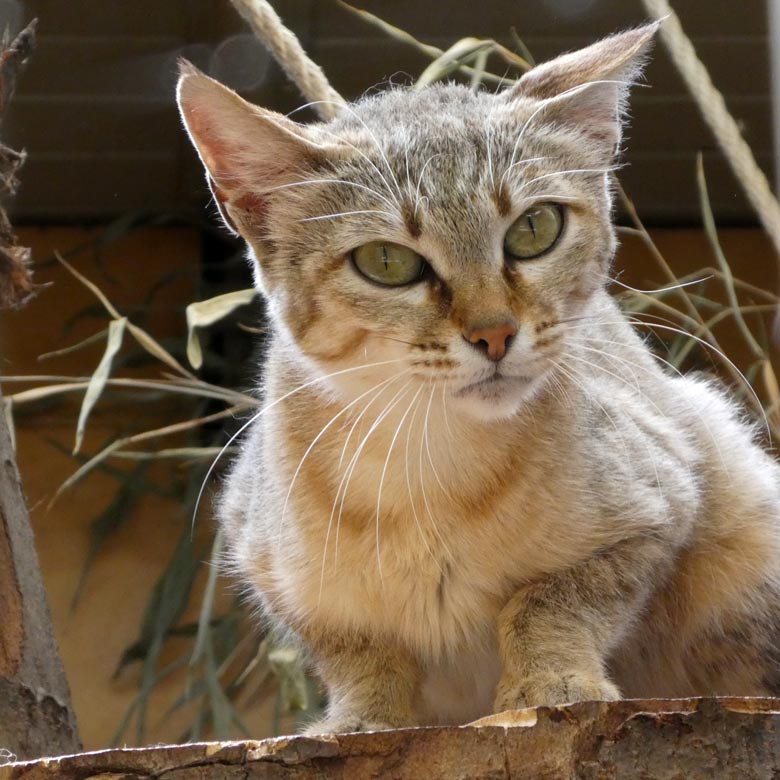 Oman-Falbkatze LIWA am 2. Juni 2017 im Kleinkatzenhaus im Wuppertaler Zoo