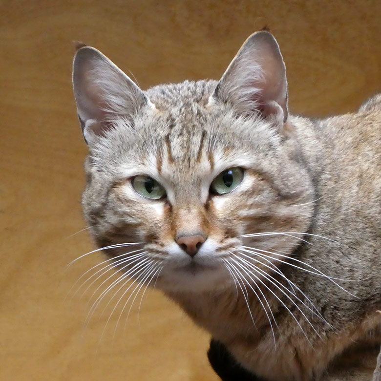 Oman-Falbkatze BIDBID am 2. April 2018 im Kleinkatzenhaus im Grünen Zoo Wuppertal