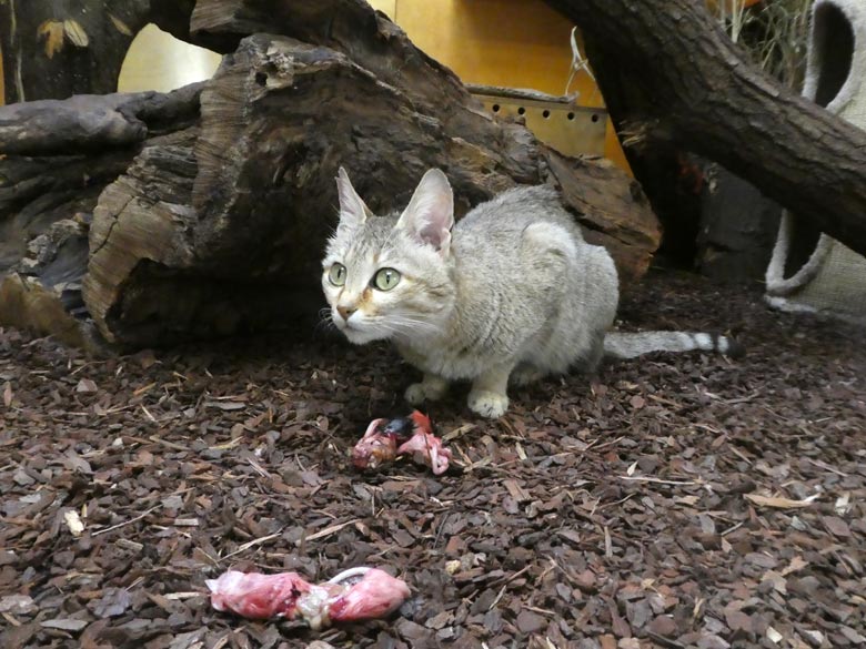 Oman-Falbkatze BAHLA am 7. April 2018 im Kleinkatzenhaus im Zoologischen Garten Wuppertal