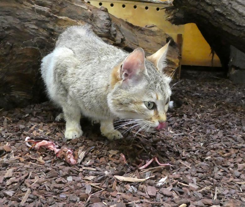 Oman-Falbkatze BAHLA am 7. April 2018 im Kleinkatzenhaus im Zoologischen Garten der Stadt Wuppertal