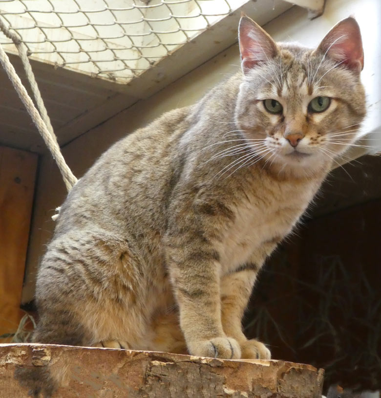 Männliche Oman-Falbkatze MASKAT am 21. April 2018 im Kleinkatzenhaus im Wuppertaler Zoo