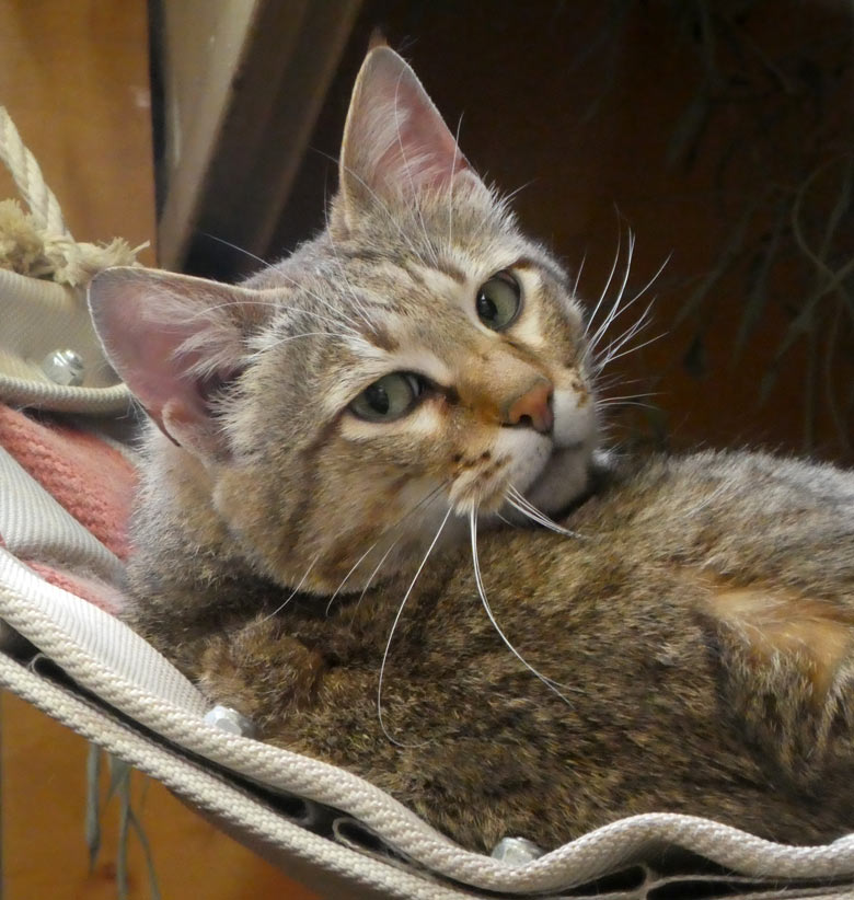 Oman-Falbkatze MASKAT am 21. April 2018 im Kleinkatzenhaus im Zoologischen Garten Wuppertal