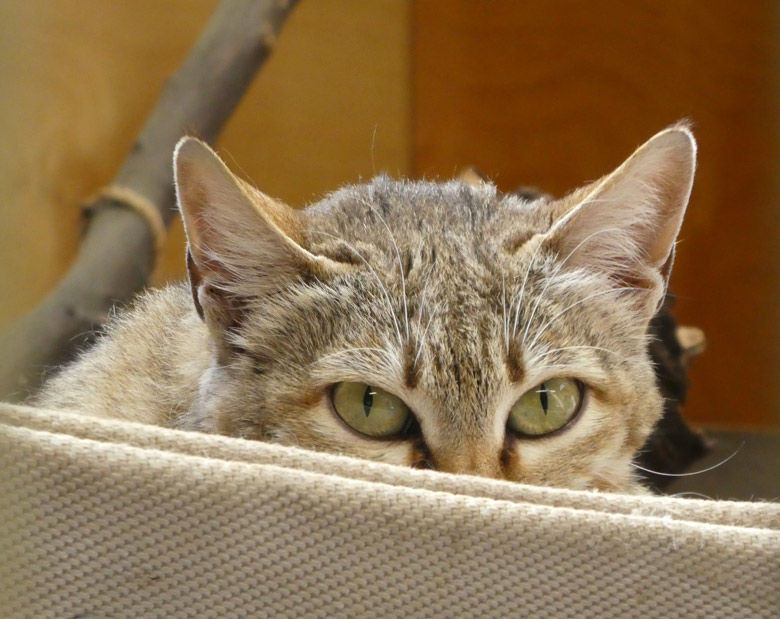 Oman-Falbkatze LIWA am 27. April 2018 im Kleinkatzenhaus im Zoologischen Garten Wuppertal