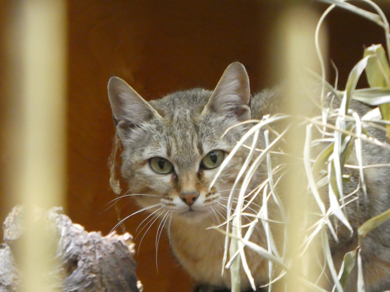 Oman-Falbkatze LIWA am 1. Mai 2018 im Kleinkatzenhaus im Wuppertaler Zoo