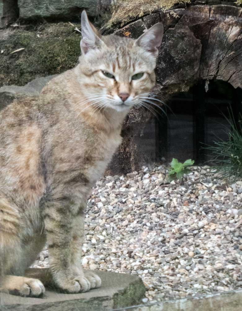 Oman-Falbkatze am 25. Juli 2018 auf der Außenanlage am Kleinkatzenhaus im Grünen Zoo Wuppertal